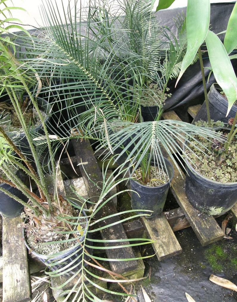 Cycad Macrozamia montana