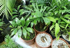 Zamia Species, Cycad 'Zamia obliqua'