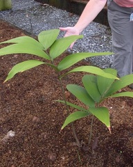 Zamia Species, Cycad, Dressler's Zamia