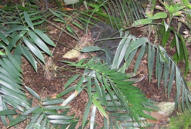 Ceratozamia Species, Cycad Ceratozamia decumbens