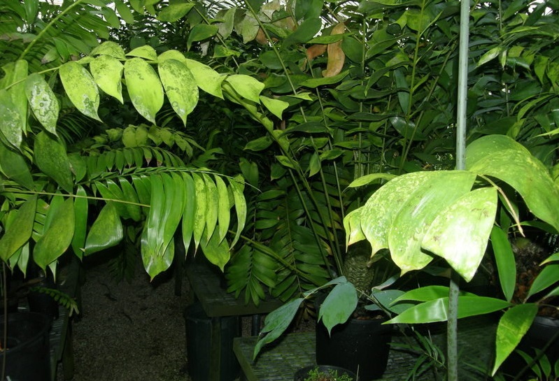 Ceratozamia Species, Cycad Ceratozamia hondurensis
