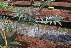 Zamia Species, Cycad 'Zamia manicata'