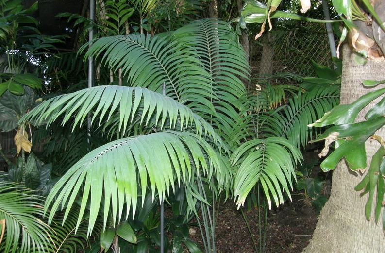 Ceratozamia Species, Cycad Ceratozamia whitelockiana