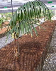 Zamia Species, Cycad 'Zamia lacandona'