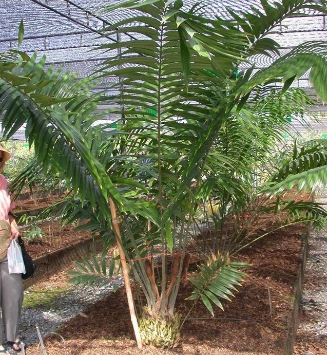 Zamia Species, Cycad, Poeppigs Zamia