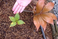 Zamia Species, Cycad 'Zamia purpurea'