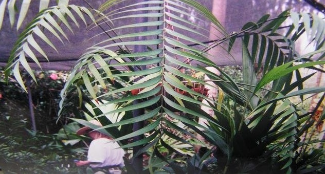Zamia Species, Cycad, Epiphytic Zamia