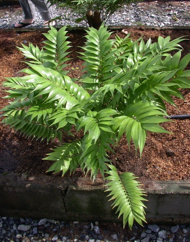 Zamia Species, Cycad, Talamanca Zamia