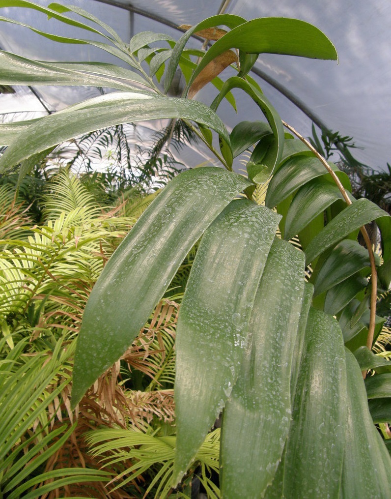Zamia Species, Cycad, Prickly Zamia