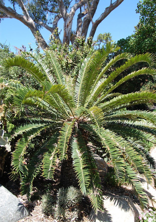 Encephalartos Natural Hybrid, Bushmans River Form, Cycad
