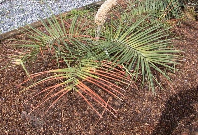 Zamia Species, Cycad Zamia spartea