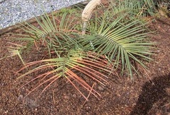 Zamia Species, Cycad 'Zamia spartea'