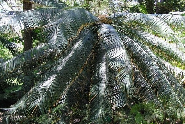 Cycad Cycas pectinata