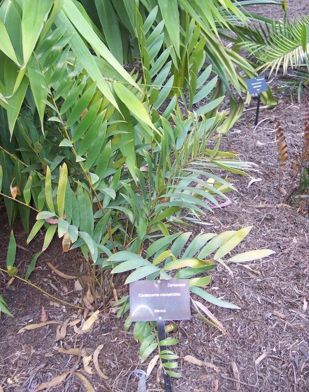 Ceratozamia Species, Cycad ;Ceratozamia microstrobili;