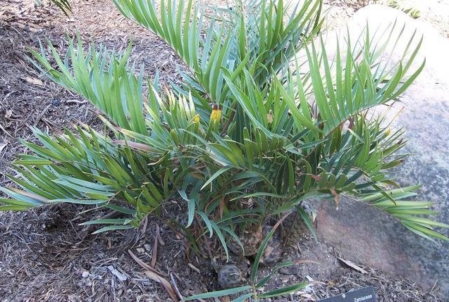 Ceratozamia Species, Cycad Ceratozamia sabatoi