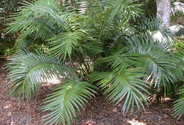 Ceratozamia Species, Cycad Ceratozamia robusta