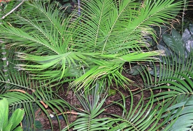Ceratozamia Species, Cycad Ceratozamia matudae
