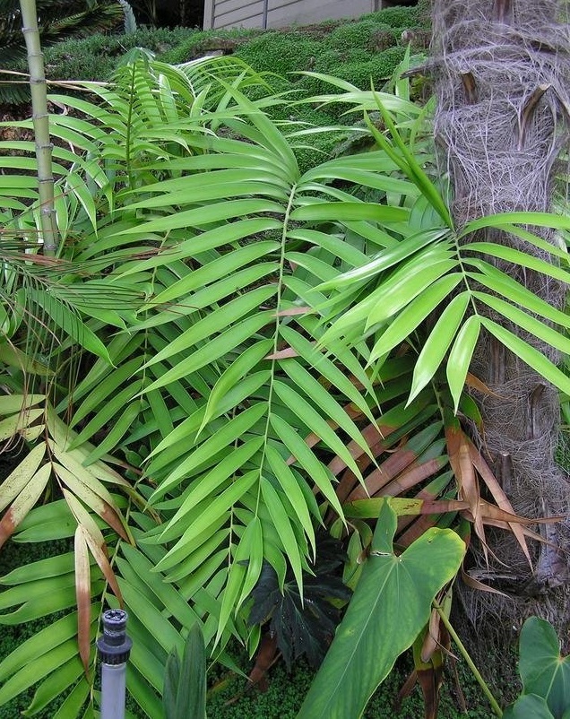 Ceratozamia Species, Cycad Ceratozamia morettii