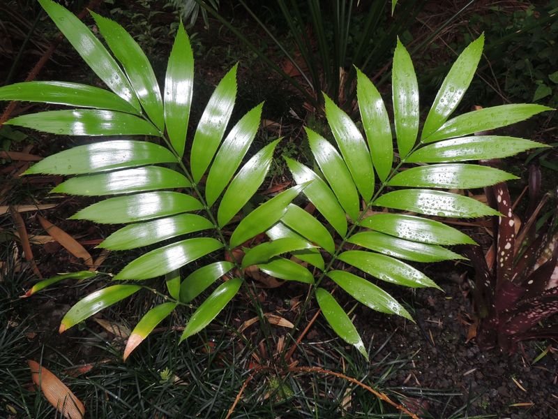 Zamia Species, Cycad, Elegant Zamia