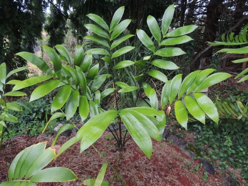 Zamia Species, Cycad, Hamanns Zamia