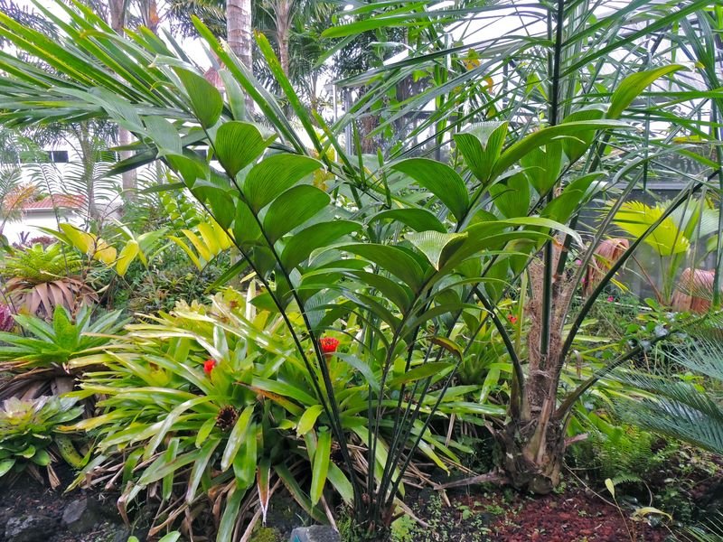 Zamia Species, Cycad, Imperial Zamia