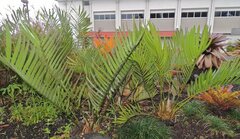 Zamia Species, Cycad 'Zamia paucijuga'
