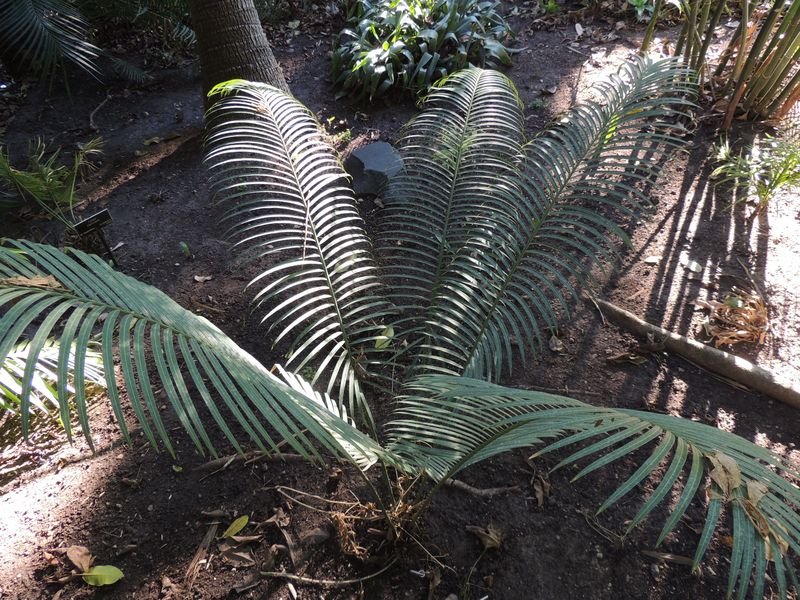 Cycad Cycas papuana