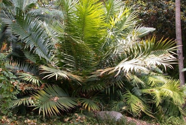 Ceratozamia, Cycad Santiago Tuxla