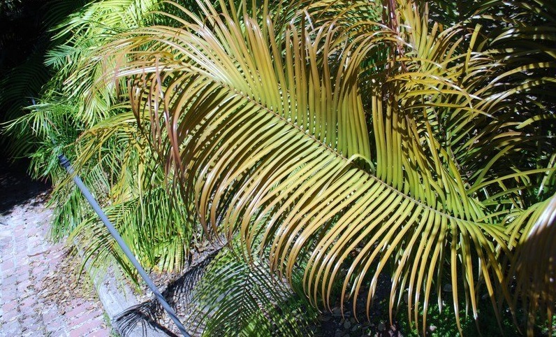 Ceratozamia Species, Cycad Ceratozamia volvedisiana