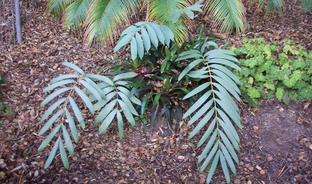 Ceratozamia Species, Cycad Ceratozamia zoquorum