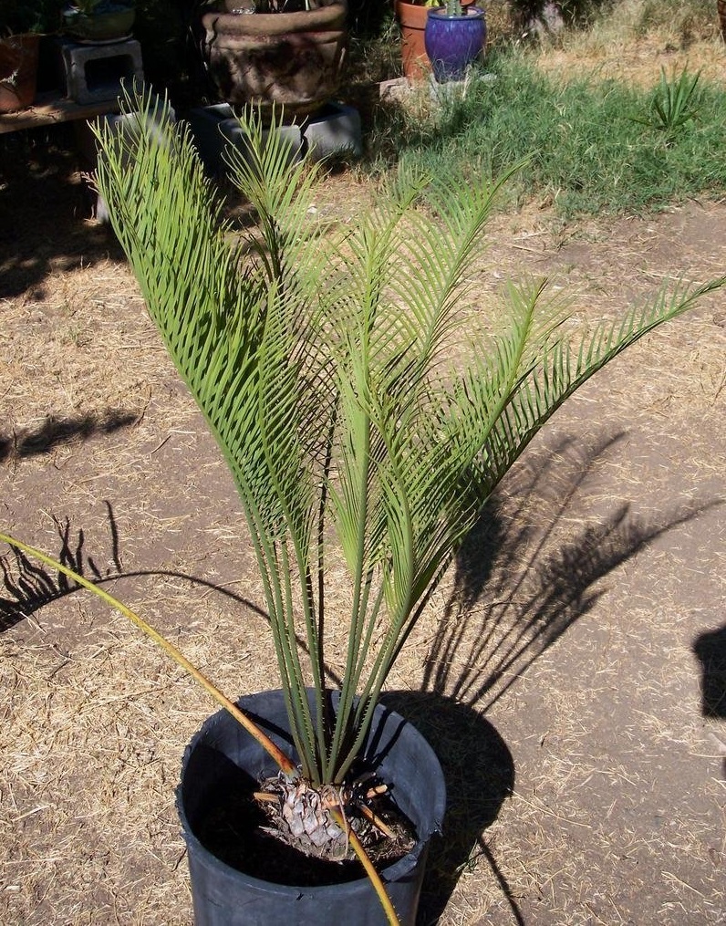 Cycad Cycas wadei