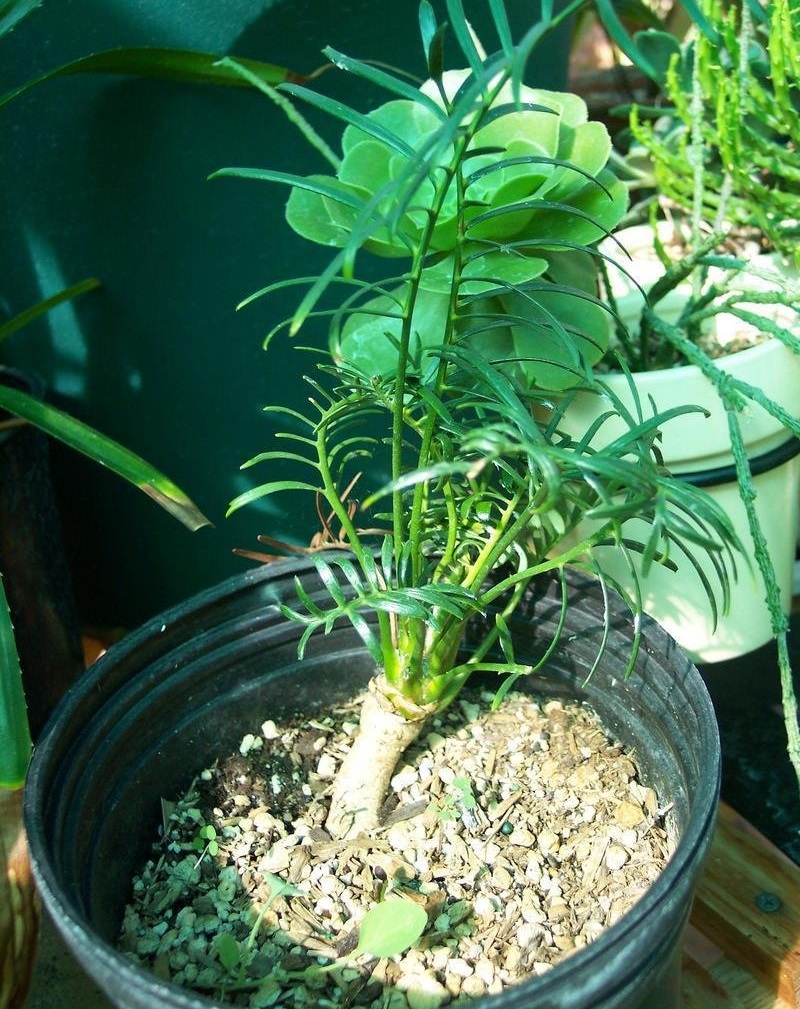 Cycad Macrozamia concinna