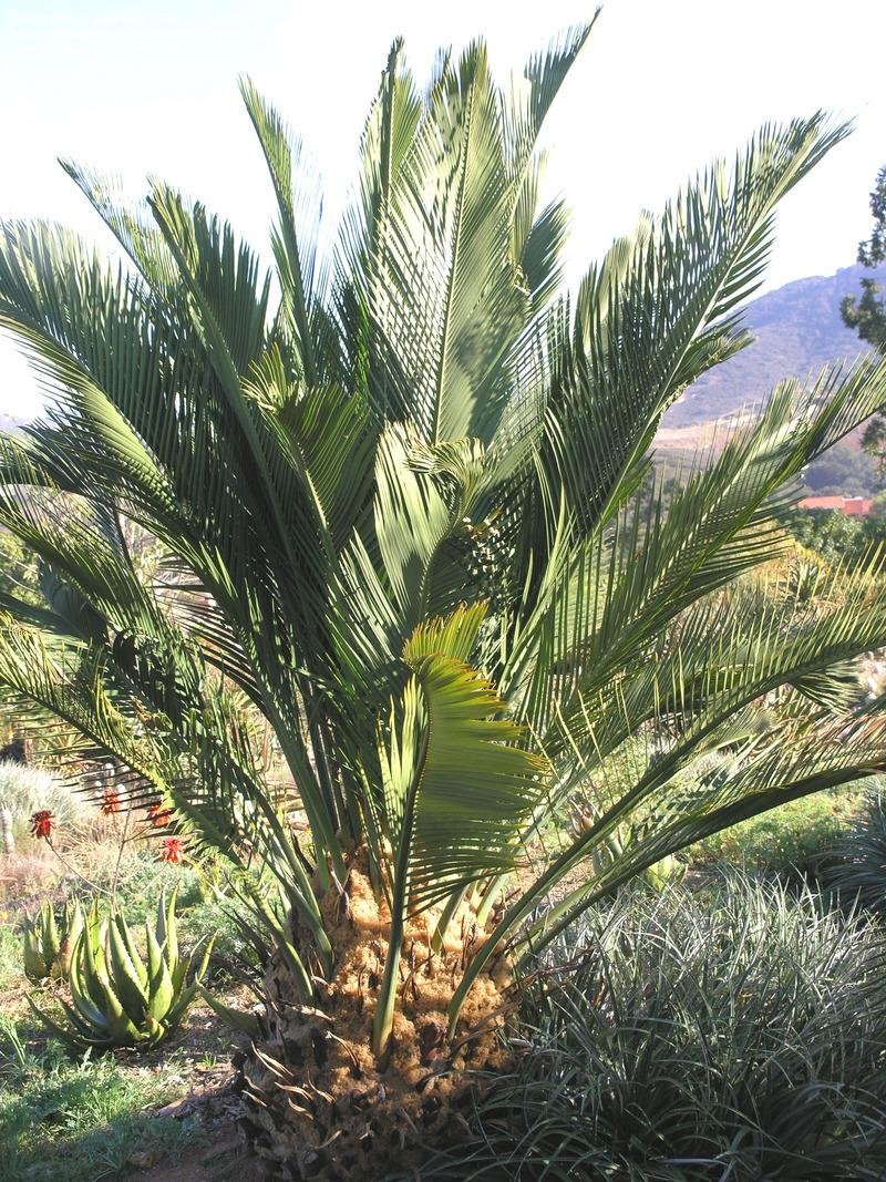 Macrozamia Species, Cycad Macrozamia fraseri
