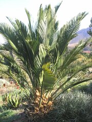 Macrozamia Species, Cycad 'Macrozamia fraseri'