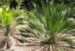 Macrozamia Species, Cycad 'Macrozamia dyeri'