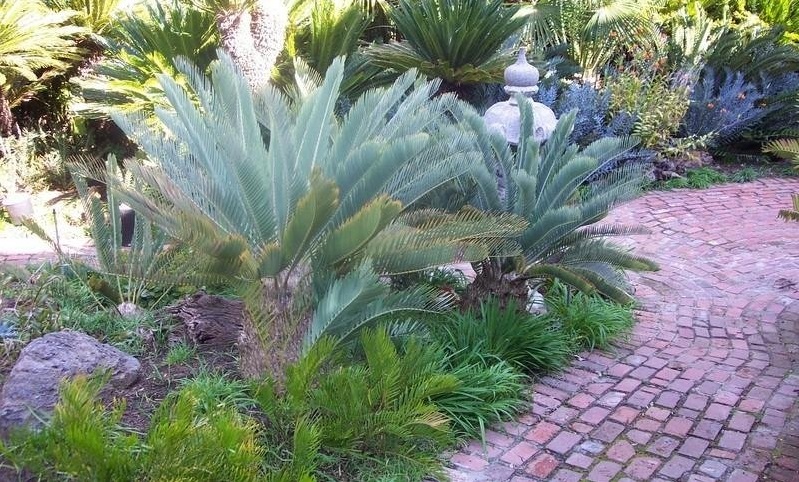 Encephalartos Species, Bergpalm, Waterberg Cycad