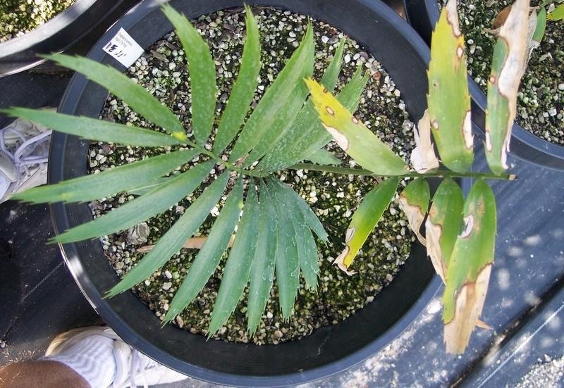 Encephalartos Species, Kwango Giant Cycad, Malele