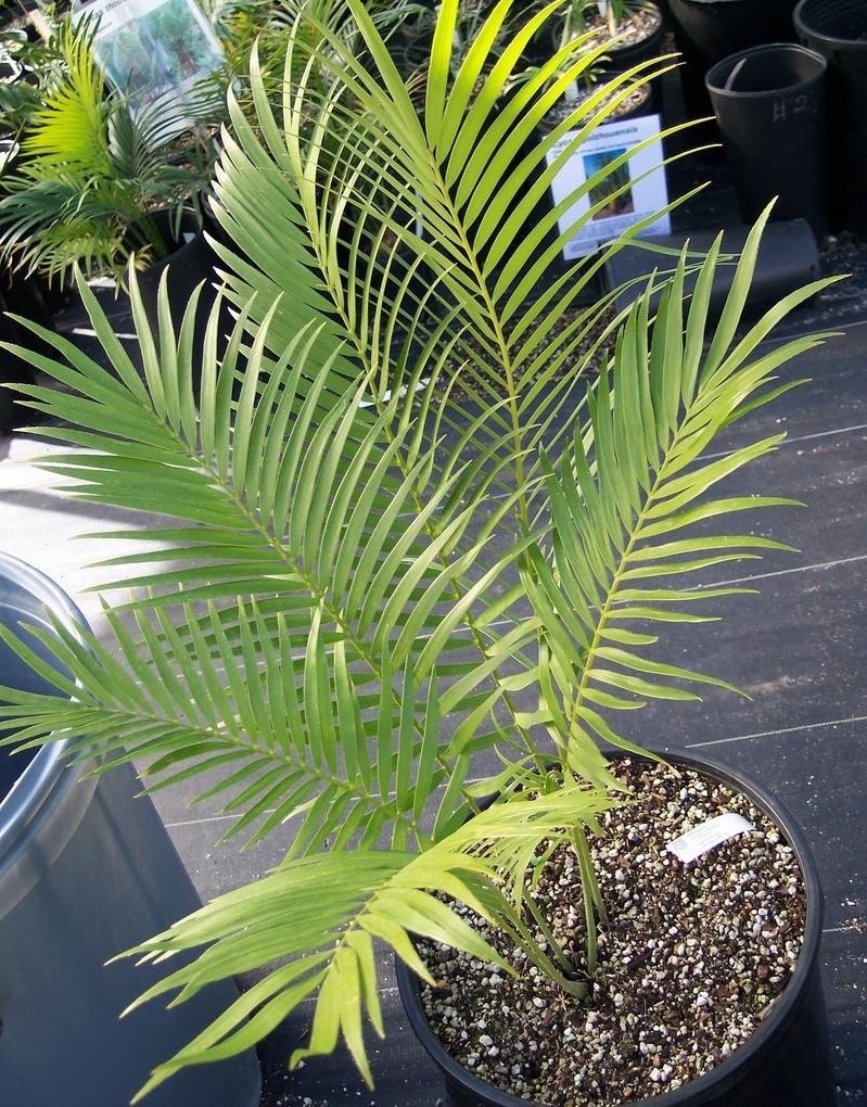 Zamia Species, Cycad Zamia herrerae