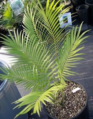 Zamia Species, Cycad 'Zamia herrerae'