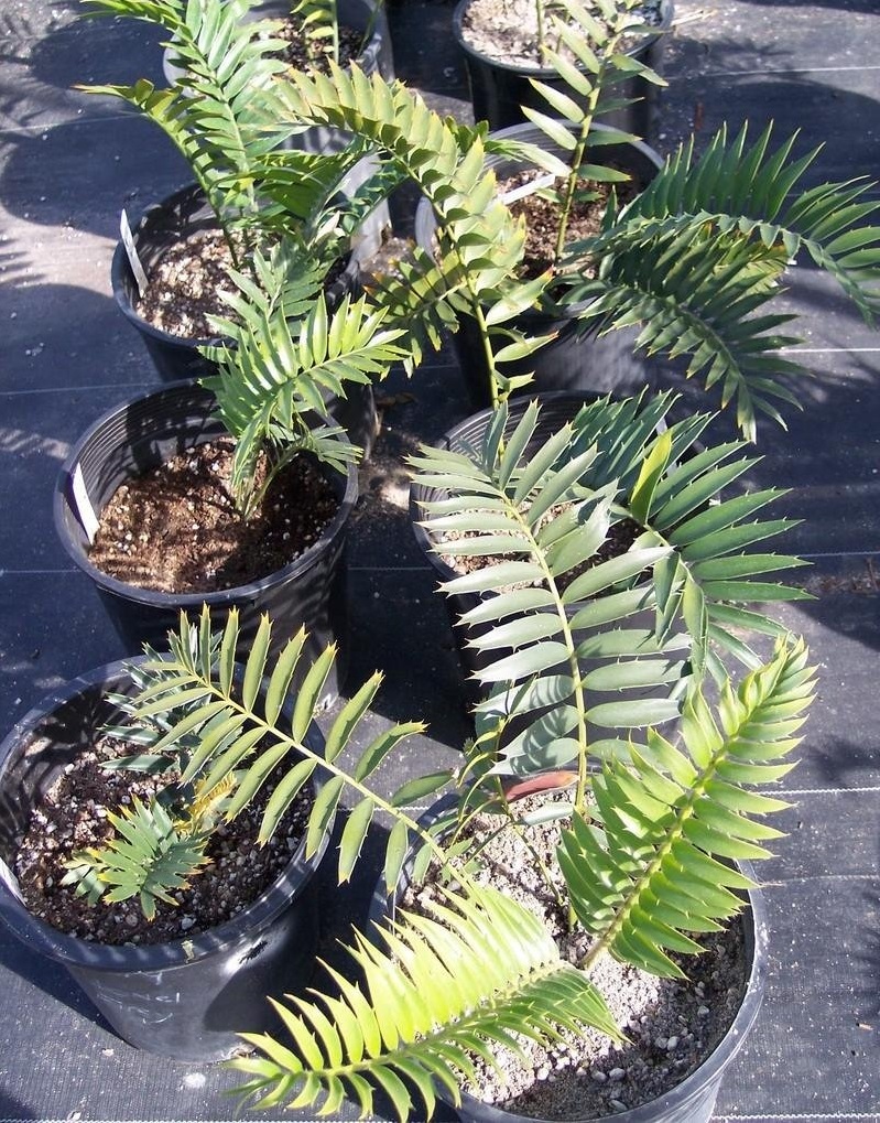 Encephalartos Hybrid, Cycad Encephalartos transvenosus x latifrons