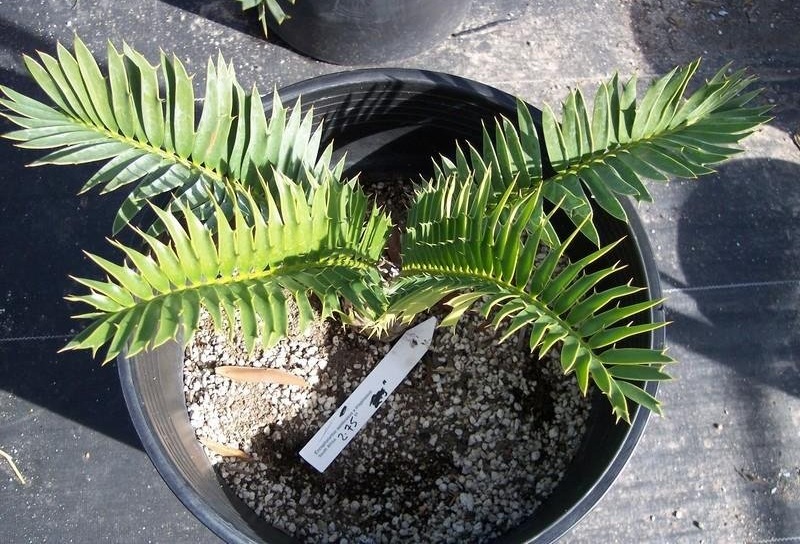 Encephalartos Hybrid, Cycad Encephalartos senticosus x trispinosus