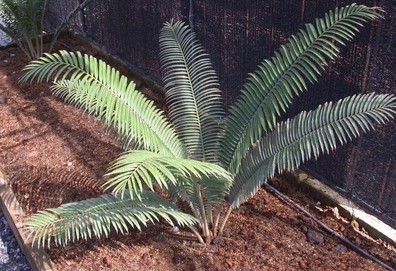 Encephalartos Species, Swazi North-East Forest Cycad