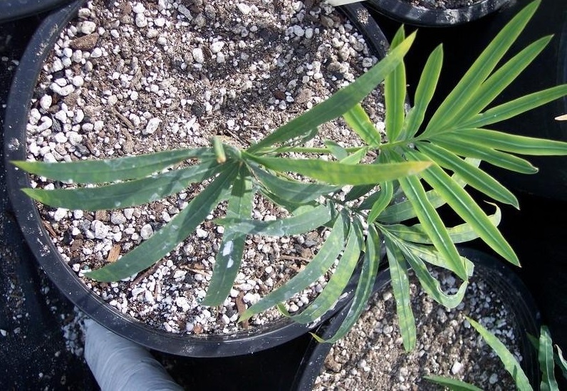Loei Cycad, Loei Sago