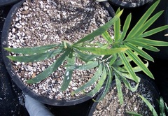 Loei Cycad, Loei Sago