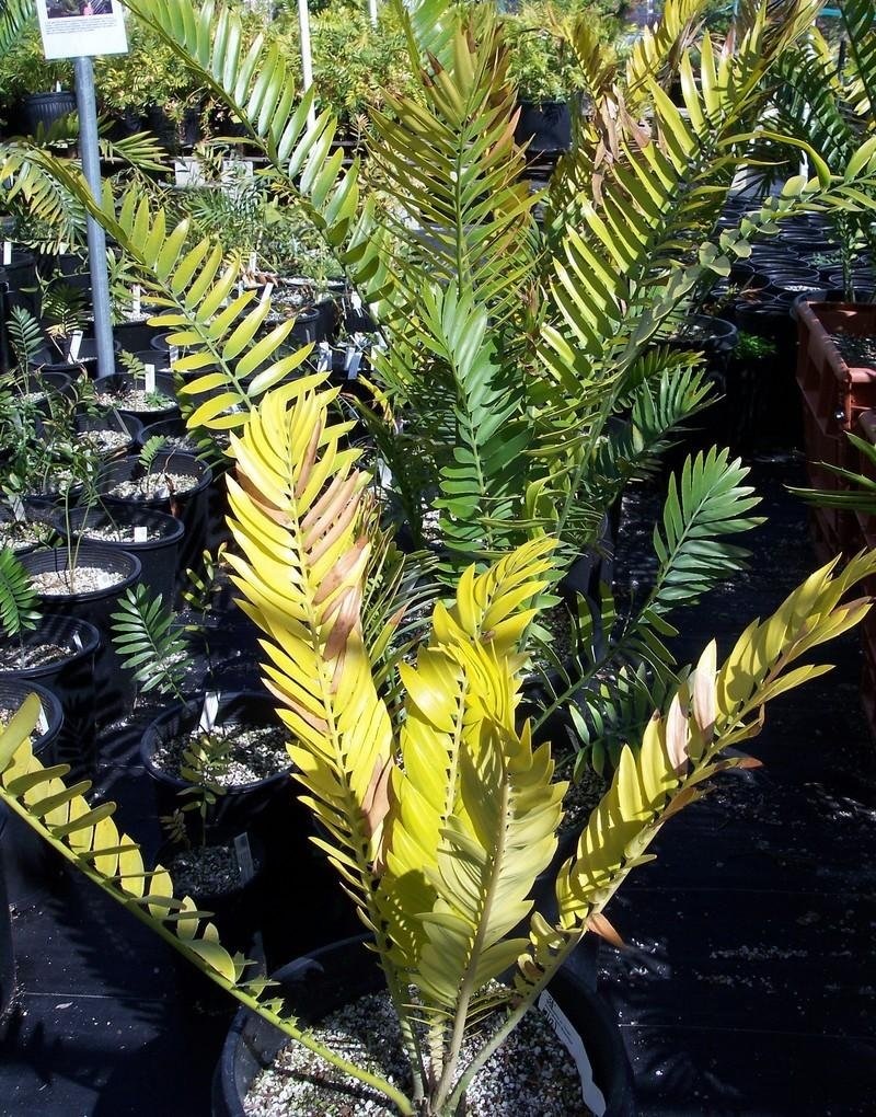 Encephalartos, Cycad Choala