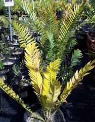 Encephalartos, Cycad 'Choala'