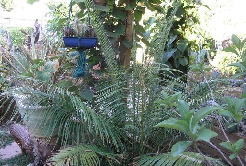 Cycad, Pitogo