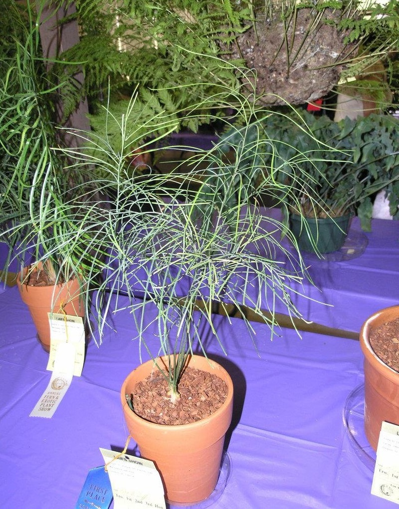 Cycad Macrozamia parcifolia