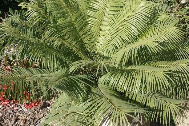 Cliff Cycad, Mountain Cycad