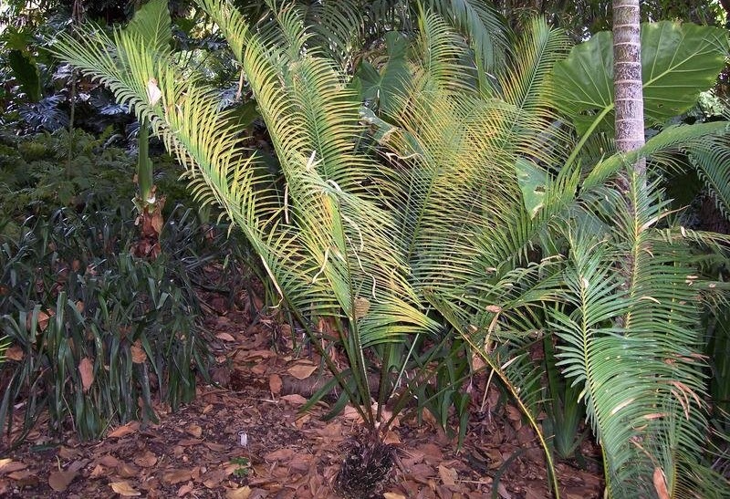 Cycad, Hainan Sago
